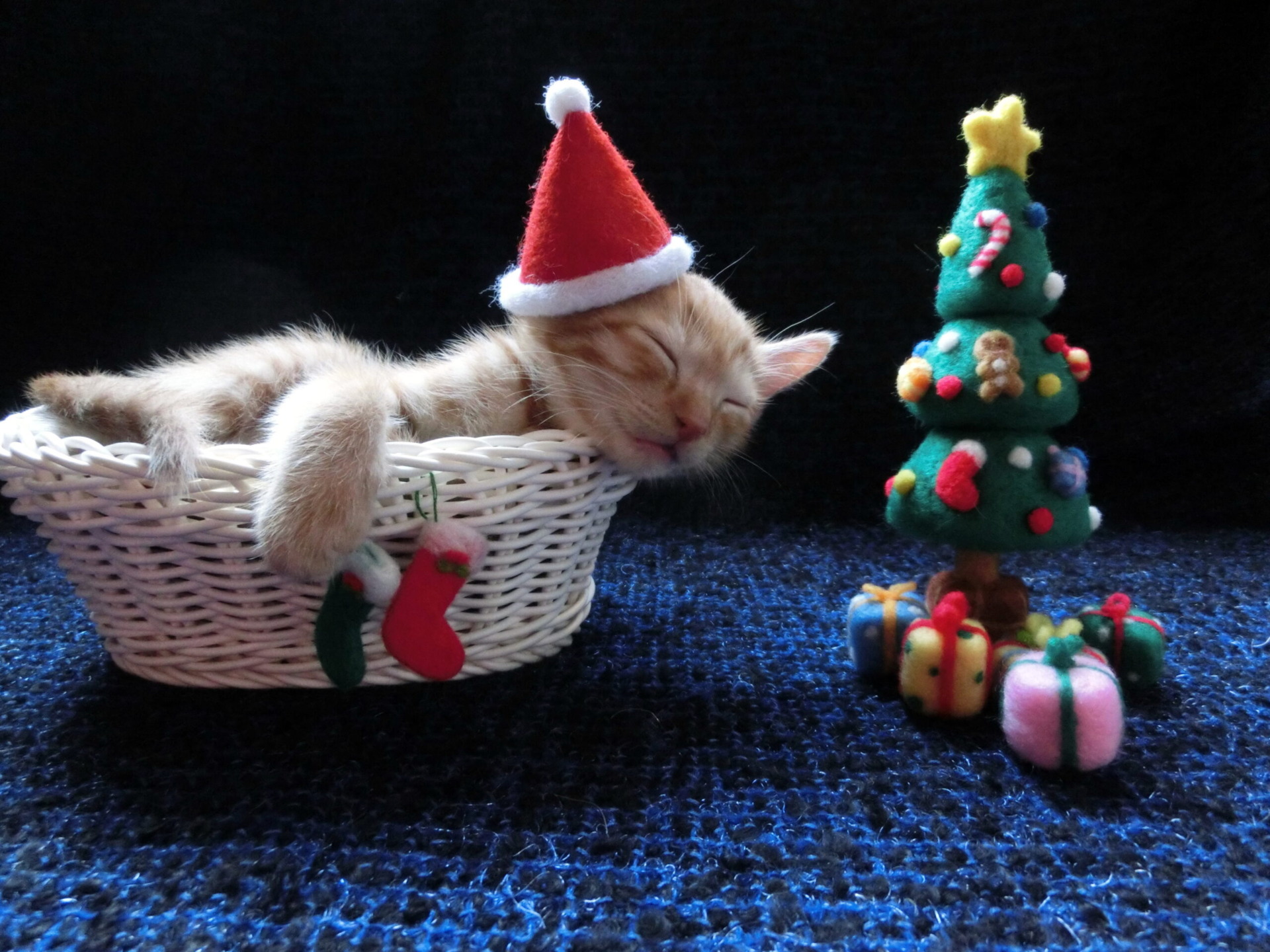 クリスマス仔猫