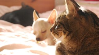 犬猫