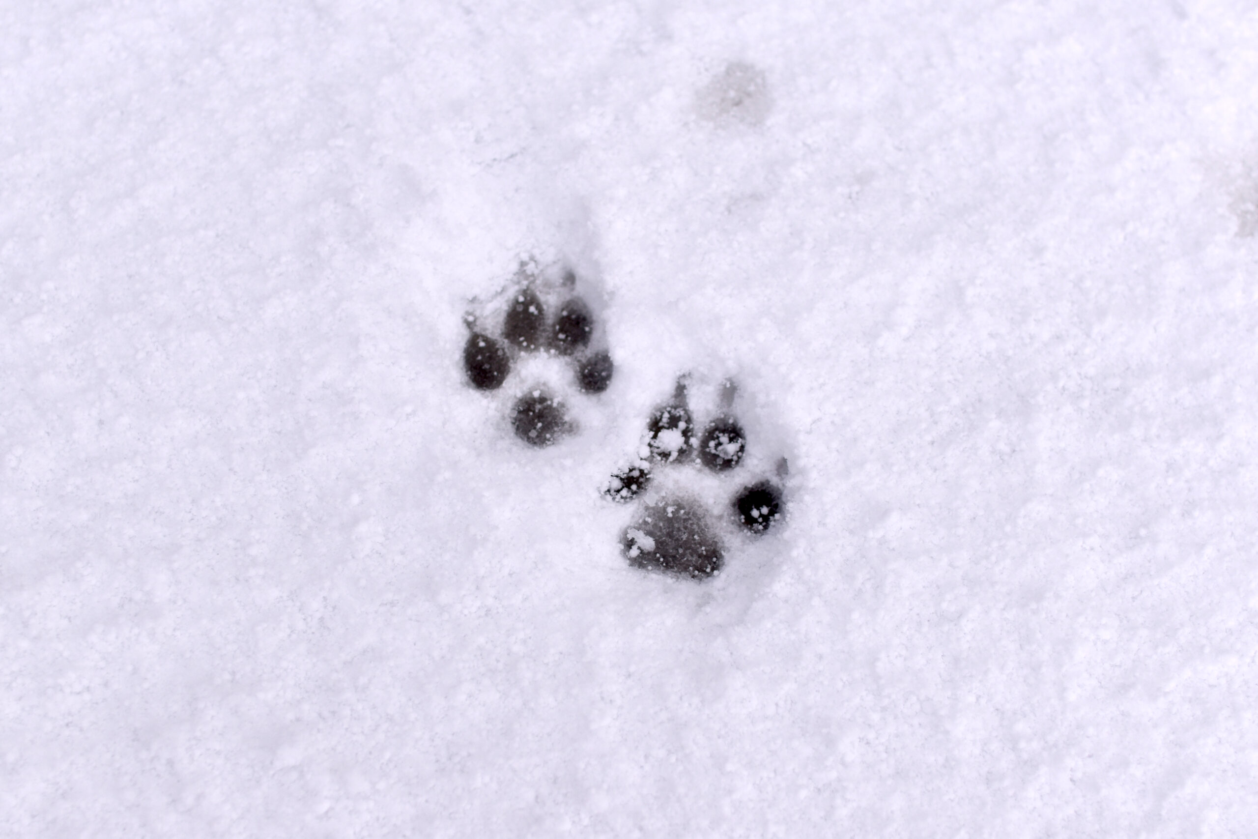 雪あしあと