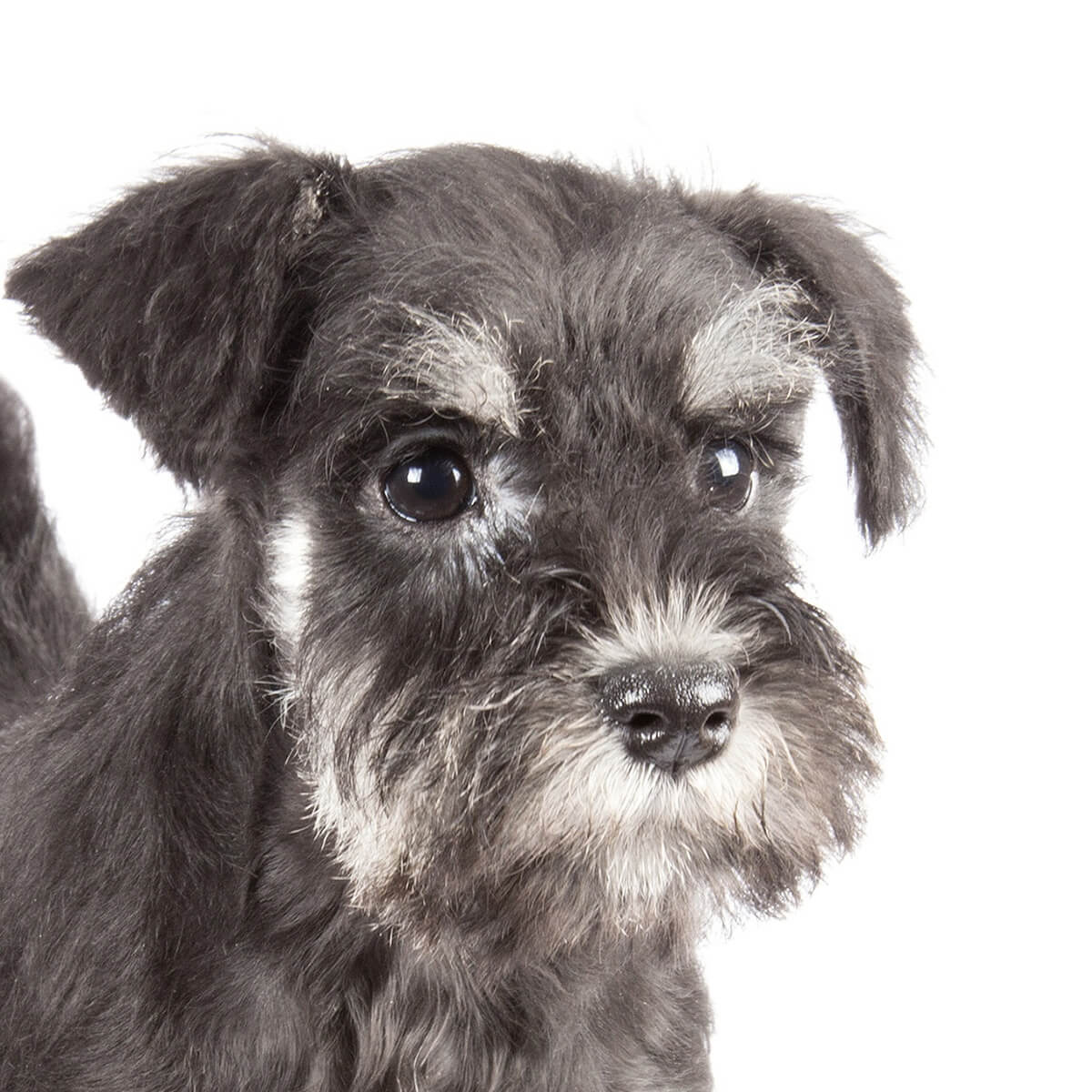 thumbnail_miniature-schnauzer