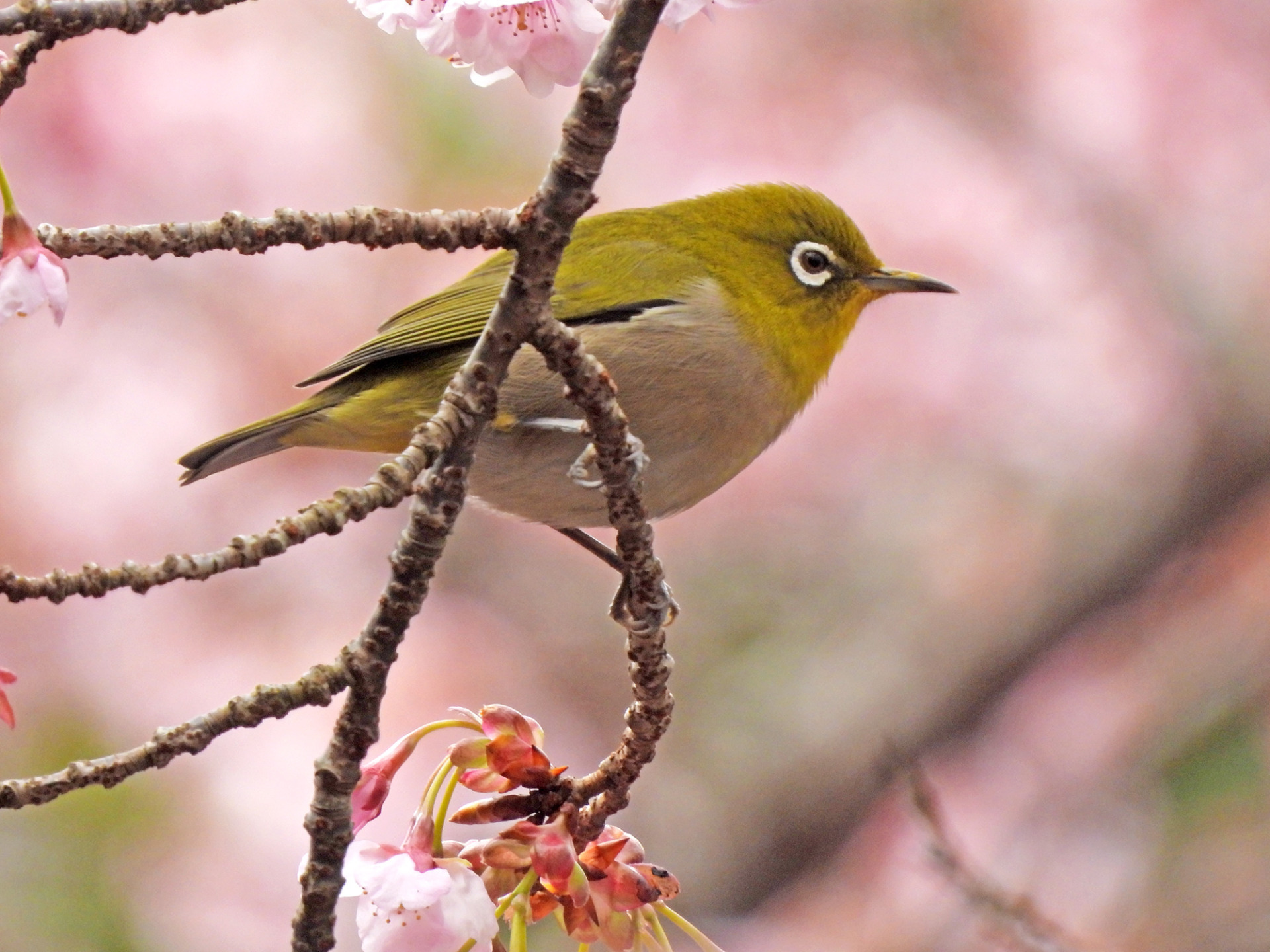 white-eye01