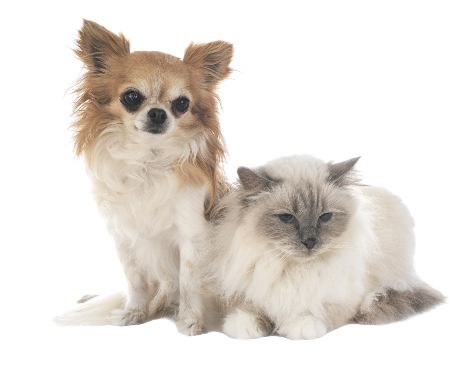 pngtree-birman-cat-and-chihuahua-chihuahua-photo-png-image_14258479