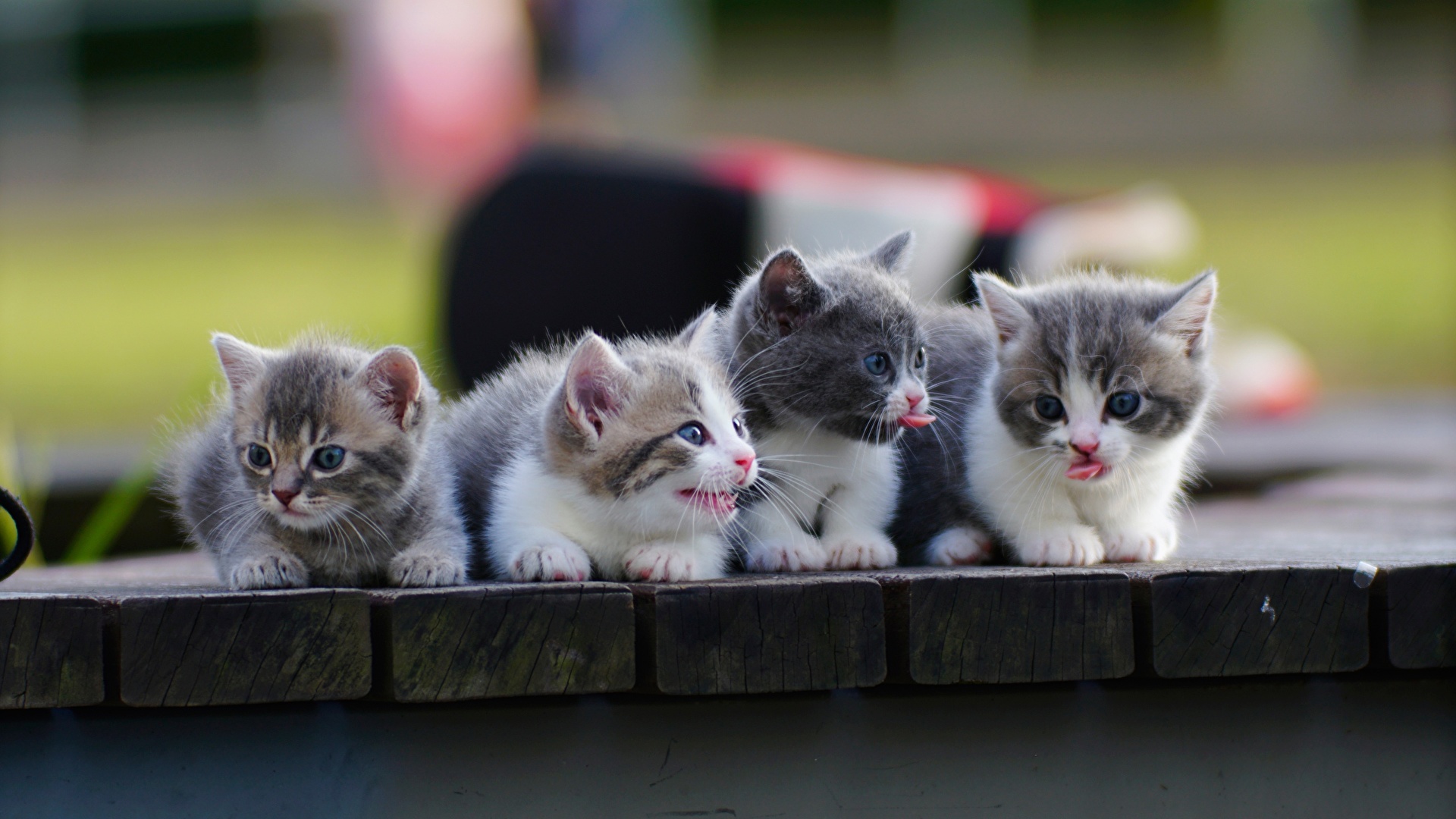 Cats_Munchkin_Kittens_Cute_Four_4_566399_1920x1080