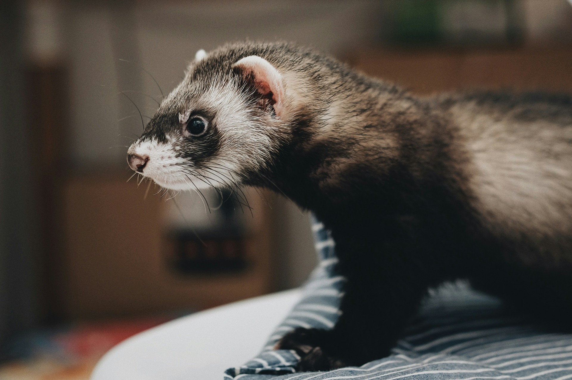 steve-tsang-FnpFMheGjH0-unsplash