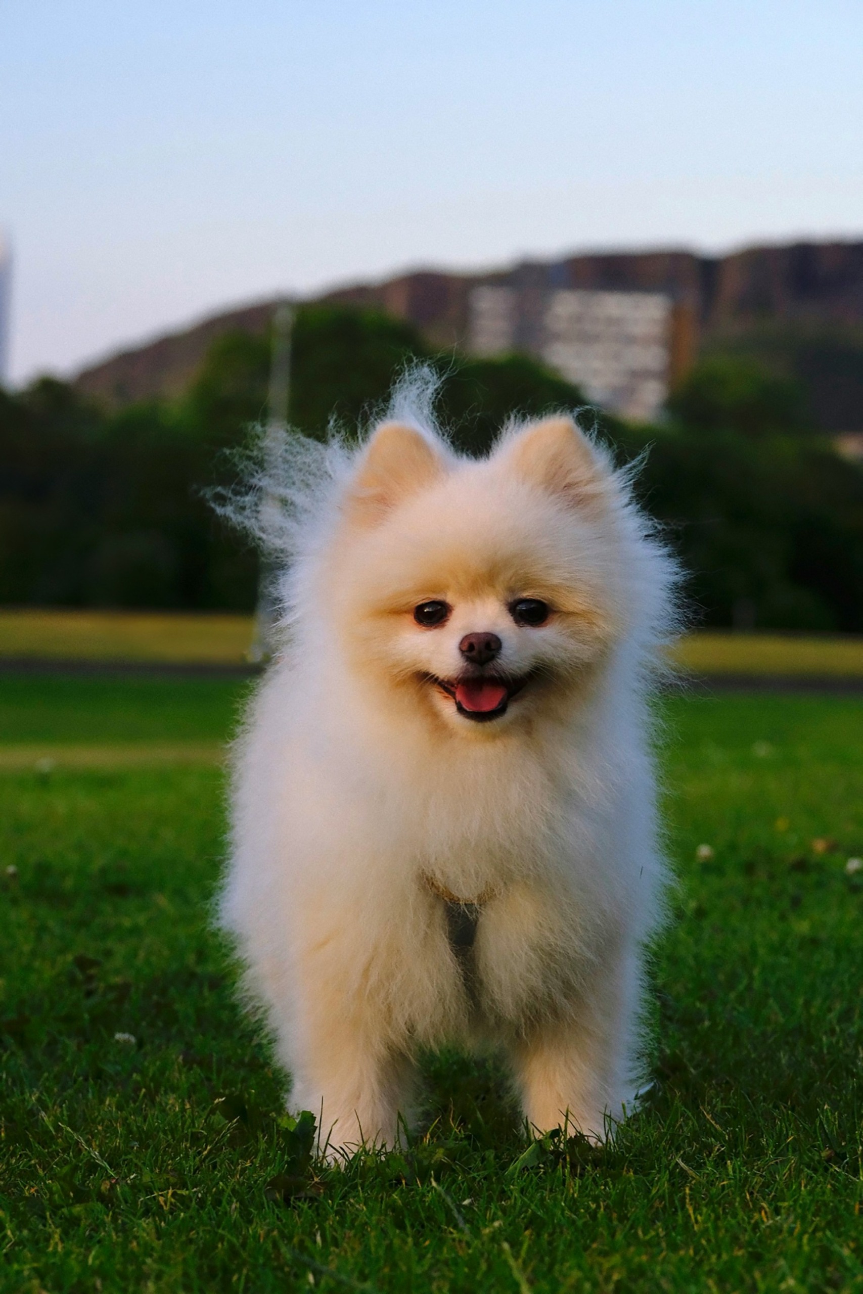 sharon-yang-GpzzT0PpfH8-unsplash