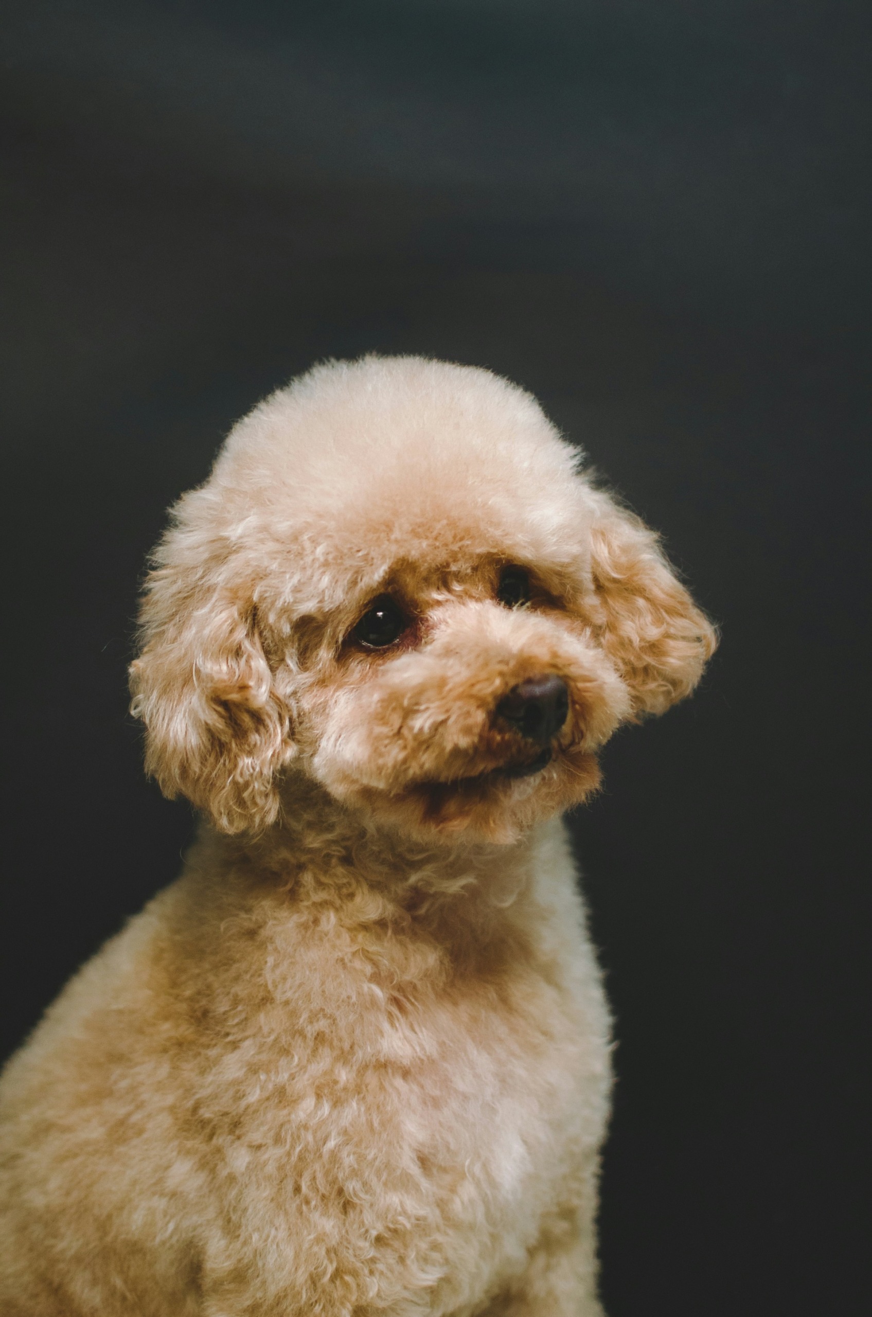 ramiro-pianarosa-pRhZHhixRIY-unsplash